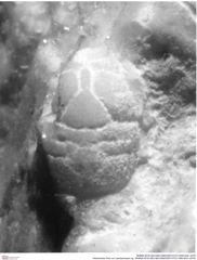Historisches Foto von Laeviprosopon sp. (NHMW-AFW-GEO-BACHMAYER-FOTO-1990-0041-2076)